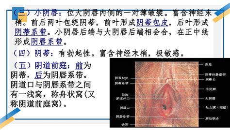 真人女生下面|女性外生殖器